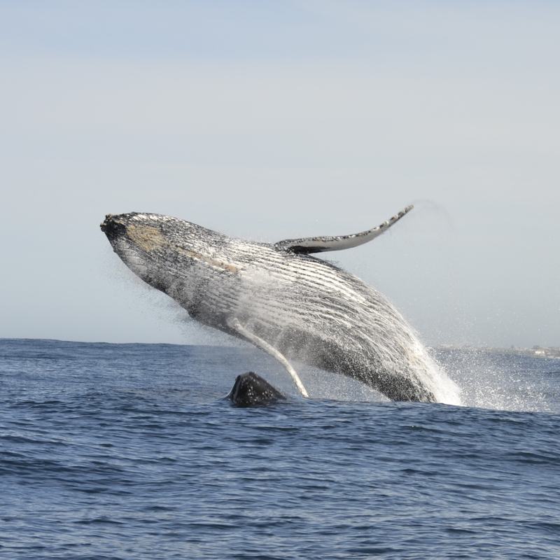 Humpback whale breaching